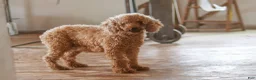 Miniature Poodle dogs for sale: Everest - Ad 6