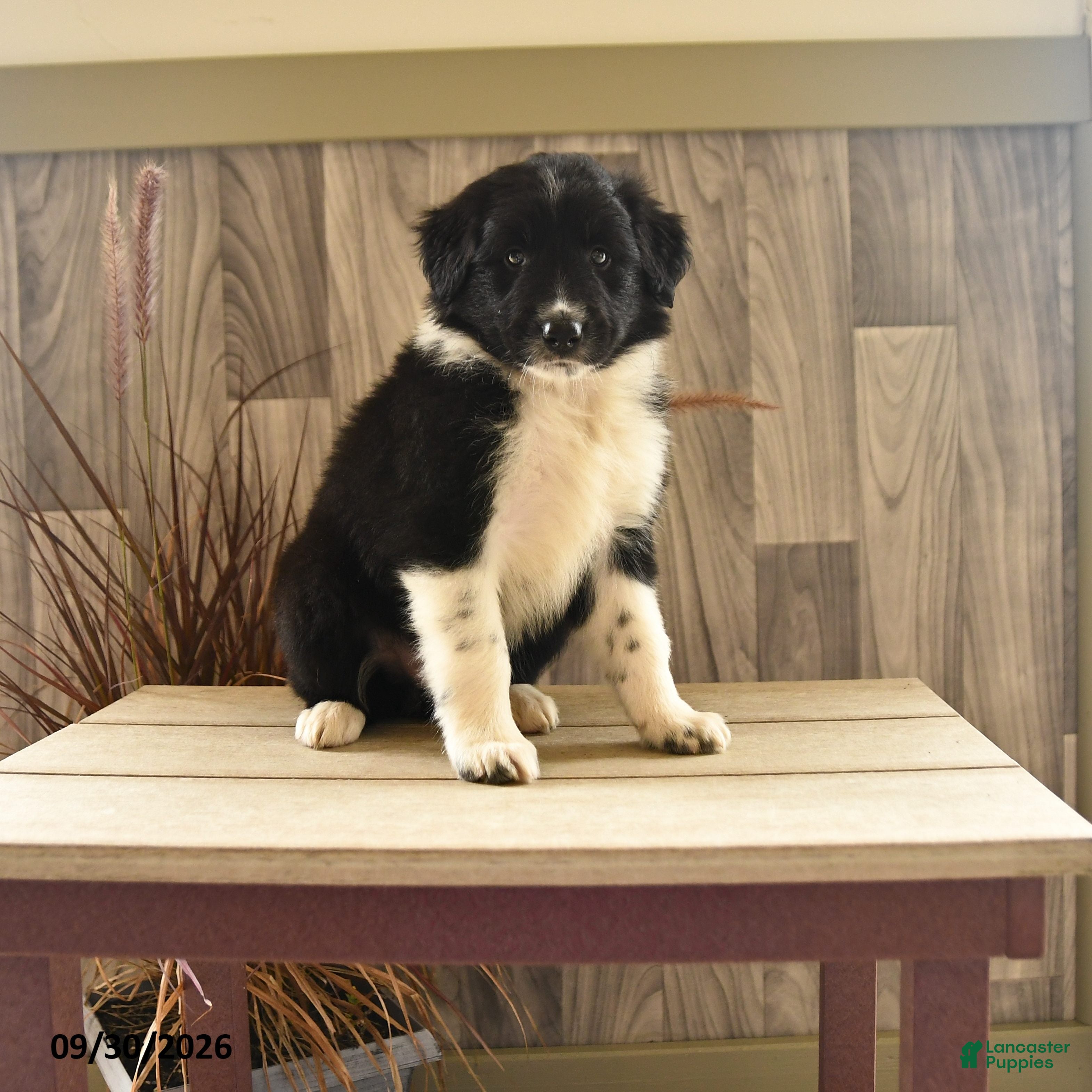 Mixed Breed dogs Mighty Mike - Ad 1