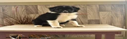 Mixed Breed dogs for sale: Mighty Mike - Ad 1