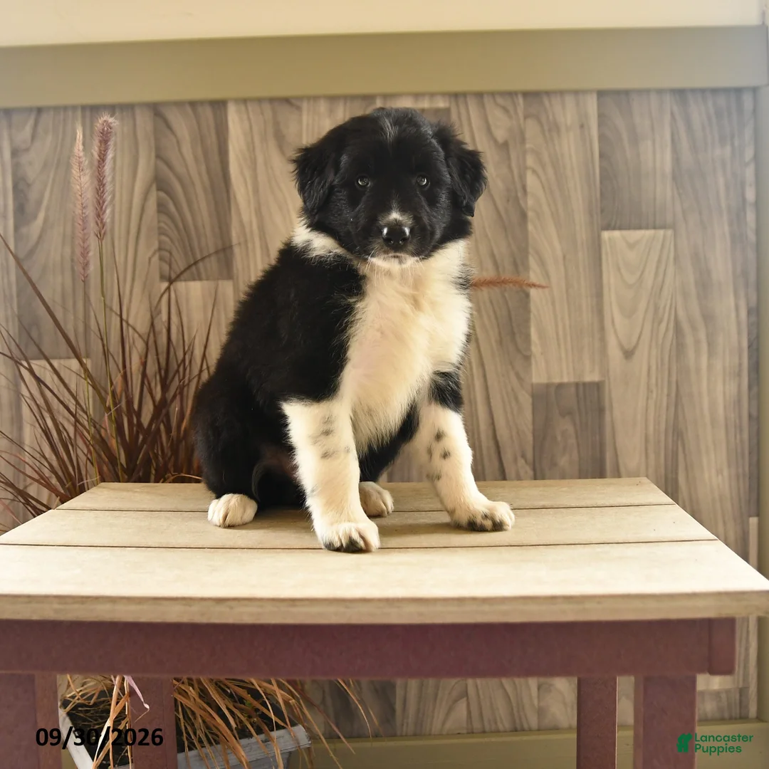 Mixed Breed dogs for sale: Mighty Mike - Ad 1