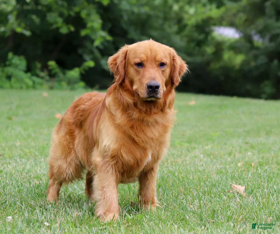 Golden Retriever dogs for sale: Alex - Ad 9