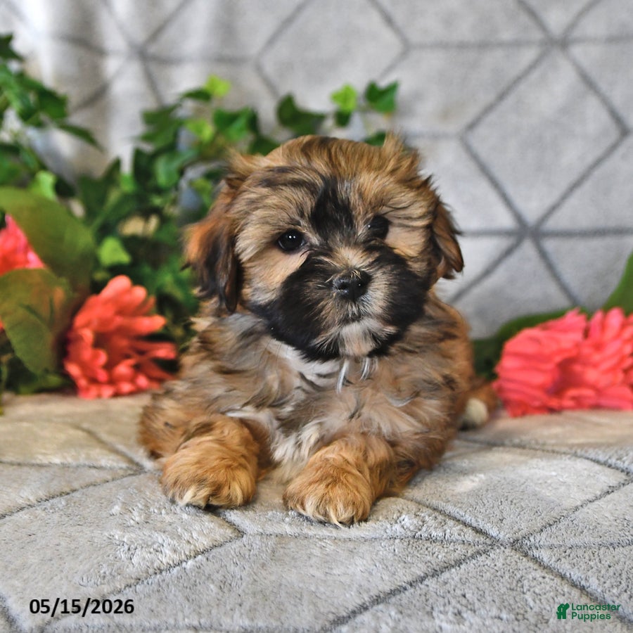 Teddy Bear dogs Alice - Ad 1