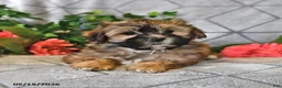 Teddy Bear dogs for sale: Alice - Ad 1