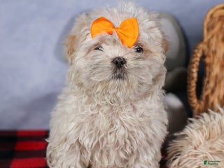 Shih Tzu dogs NICKY - Ad 26