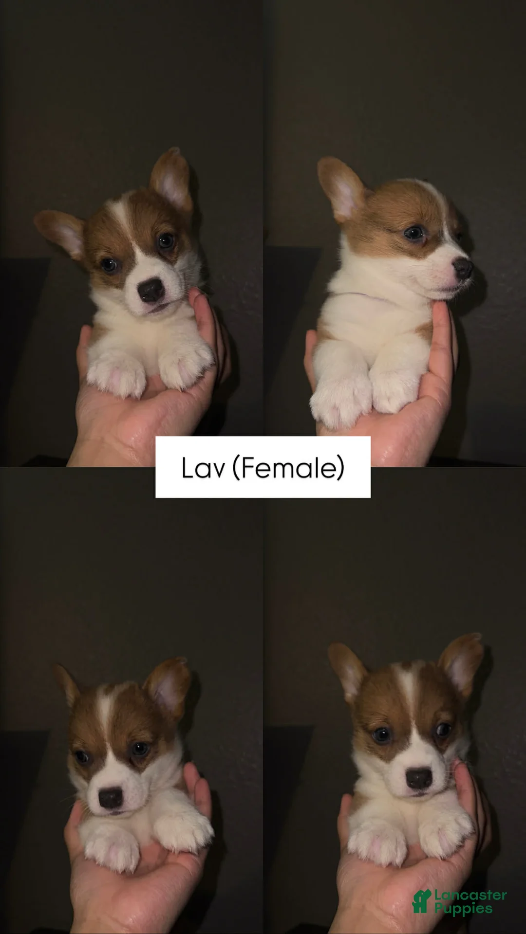 Welsh Corgi Pembroke dogs for sale: Lav - Ad 1