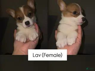 Welsh Corgi Pembroke dogs Lav - Ad 3