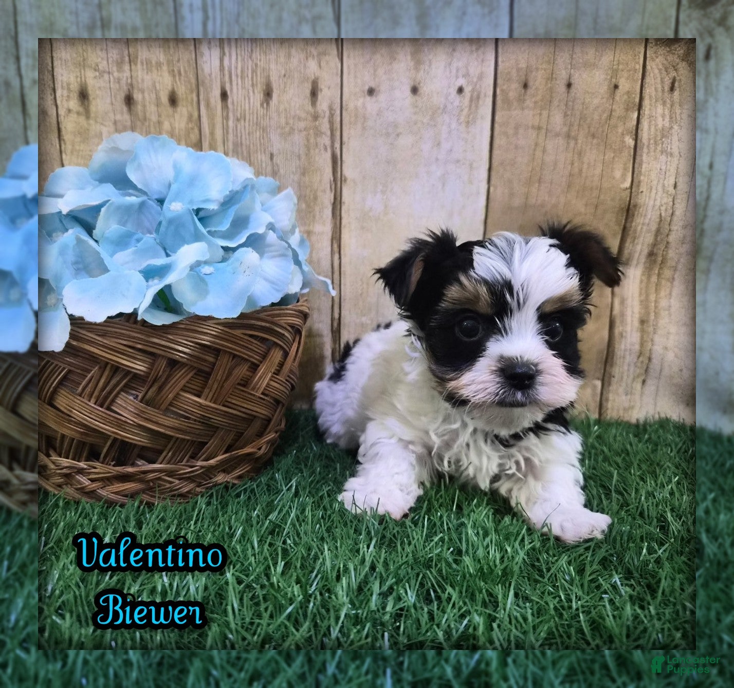 Biewer Terrier dogs Valentino Male Biewer Terrier - Ad 22