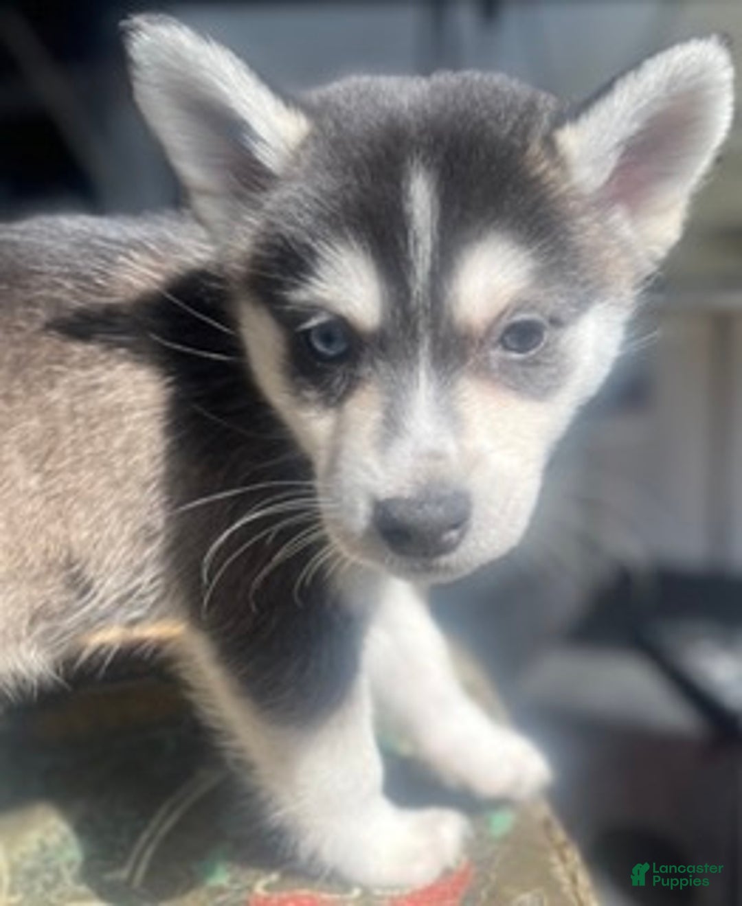 Alaskan Klee Kai dogs for sale: Alyssa - Ad 4