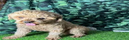 Havapoo dogs for sale: Havapoo 2 - Ad 8