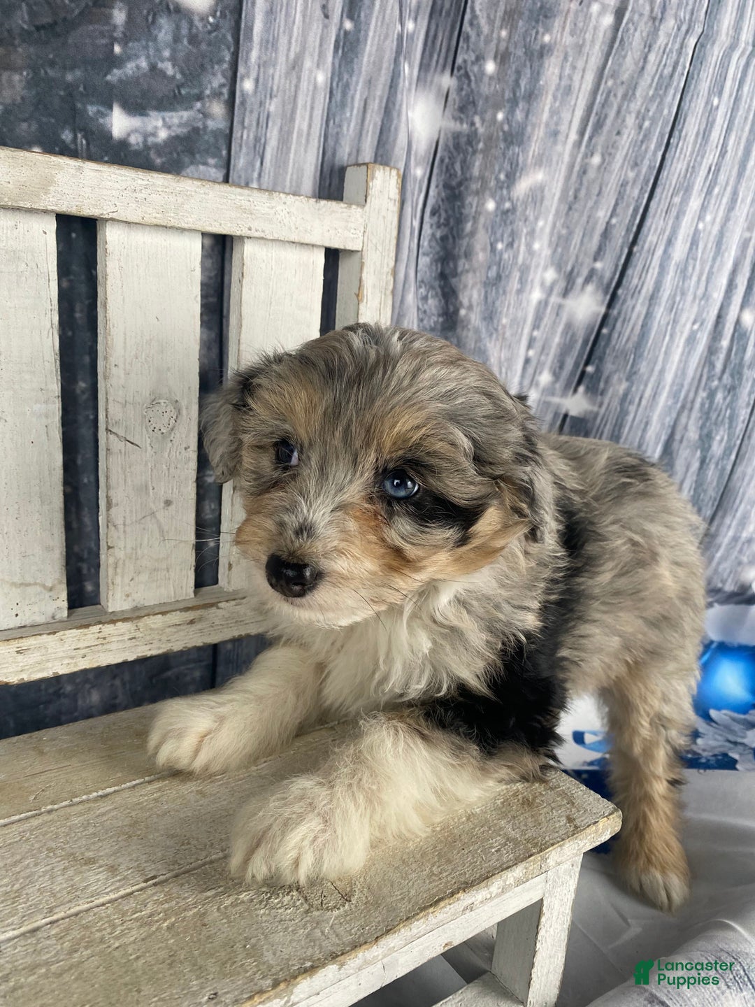 Aussiedoodle dogs for sale: Kora - Ad 9