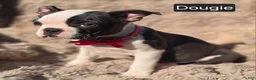 Boston Terrier dogs for sale: Douggie - Ad 8