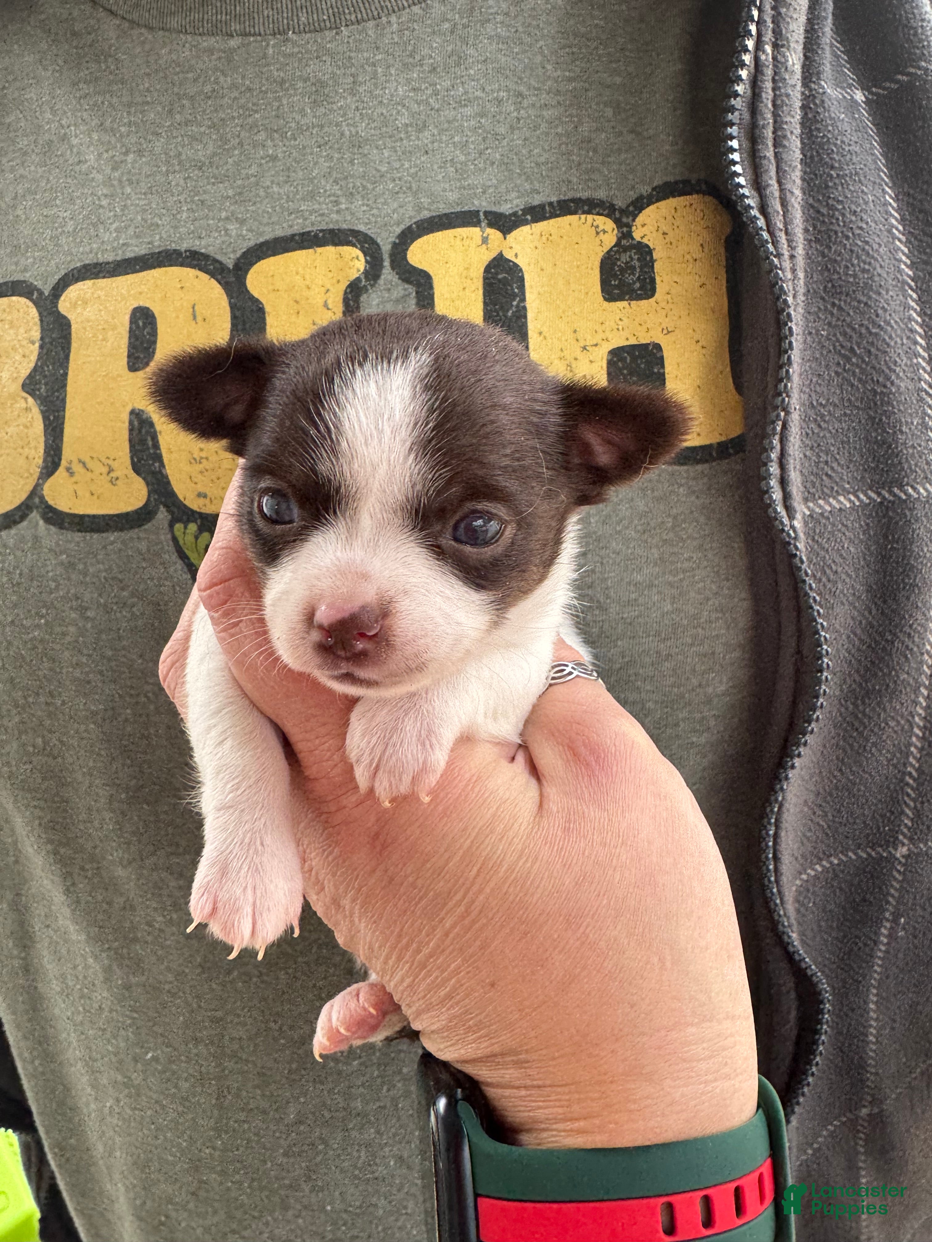 Chihuahua dogs Lola - Ad 12