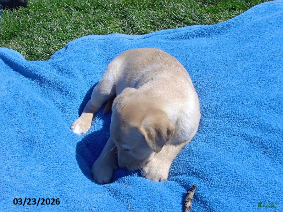 Labrador Retriever dogs Baxter - Ad 1