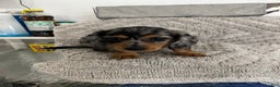 Miniature Dachshund dogs for sale: Raven  - Ad 1