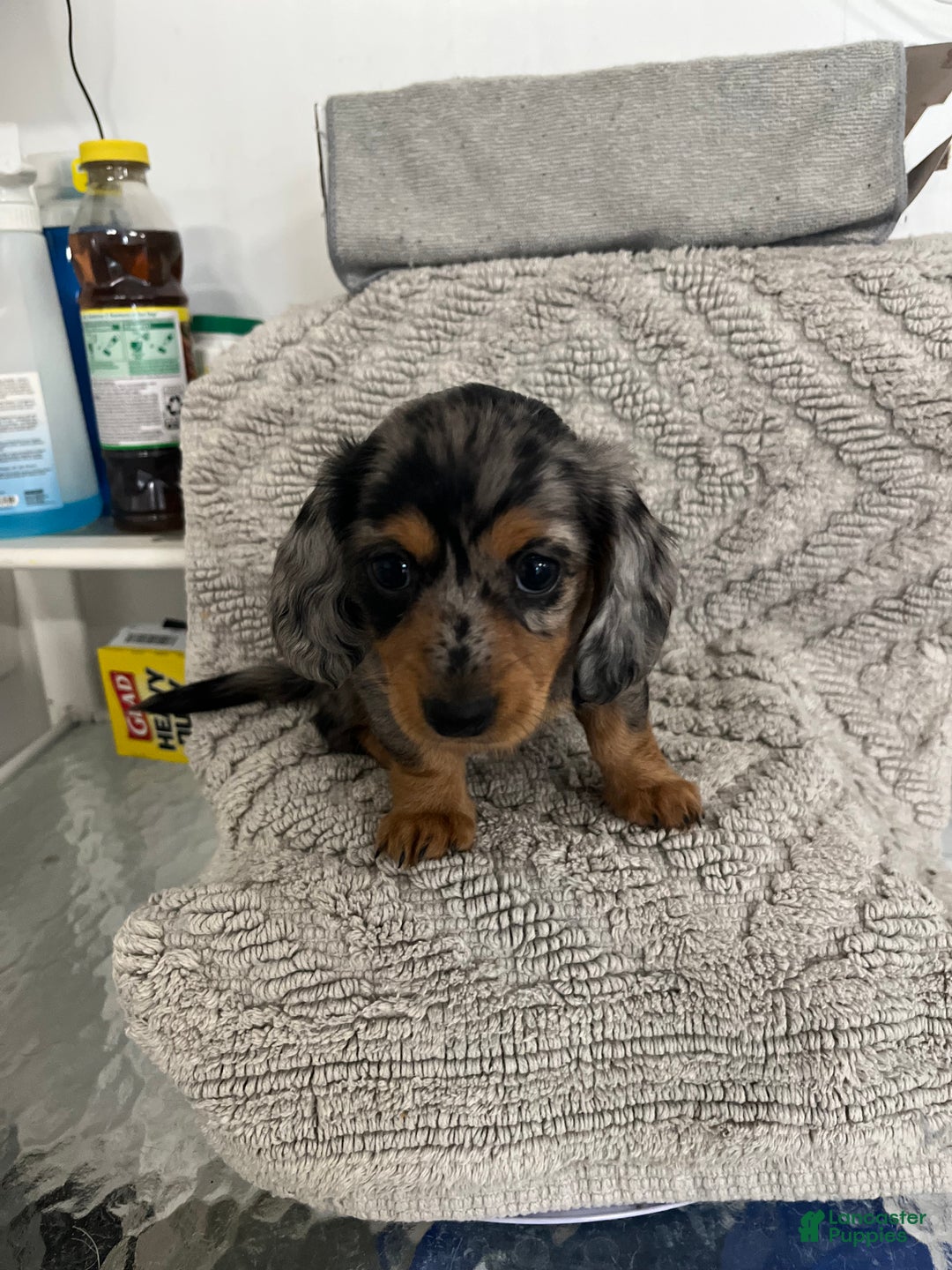 Miniature Dachshund dogs for sale: Raven  - Ad 1