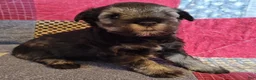 Miniature Schnauzer dogs for sale: Girl 3 - Ad 6
