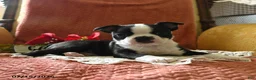 Boston Terrier dogs for sale: Winston - Ad 5