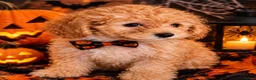 Toy Poodle dogs for sale: Toy Poodle 1 - Ad 1