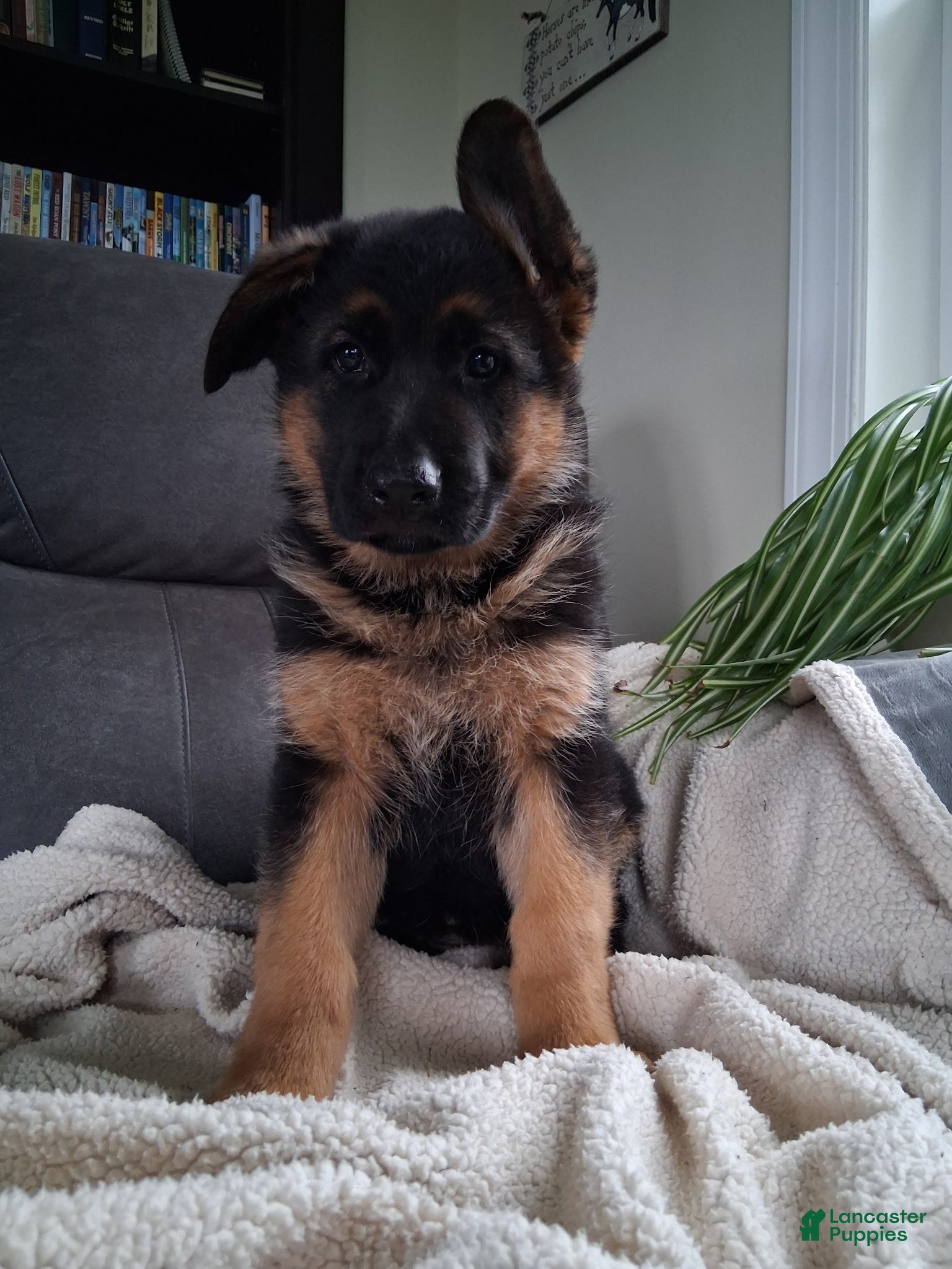 German Shepherd dogs Zara - Ad 1