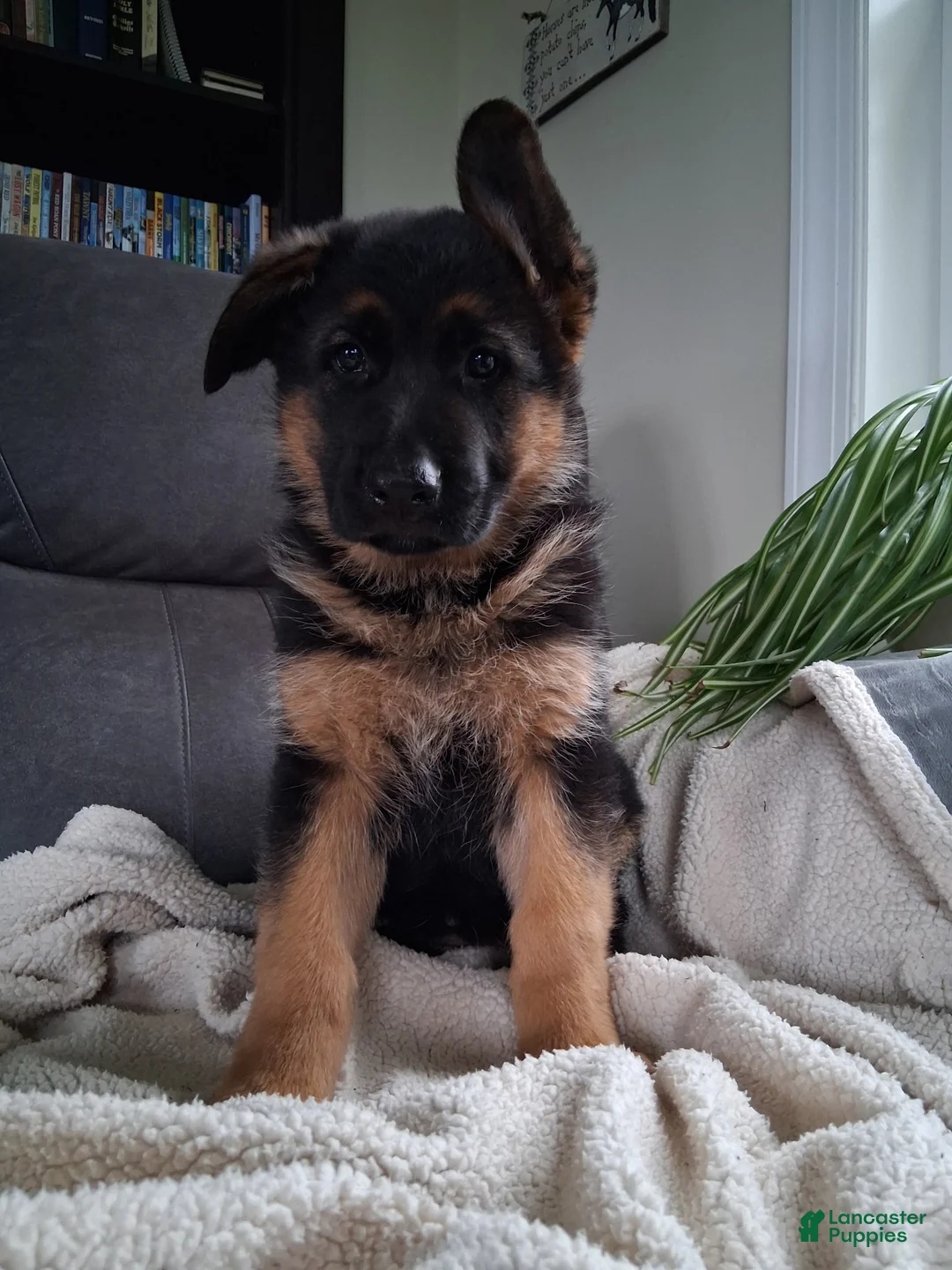 German Shepherd dogs for sale: Zara - Ad 2