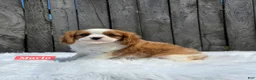 Cavalier King Charles Spaniel dogs for sale: Marlo - Ad 5
