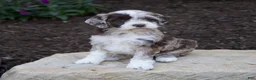 Mixed Breed dogs for sale: Flora - Ad 6