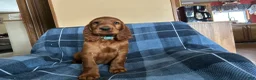 Irish Setter dogs for sale: Irish Setter 7 - Ad 11