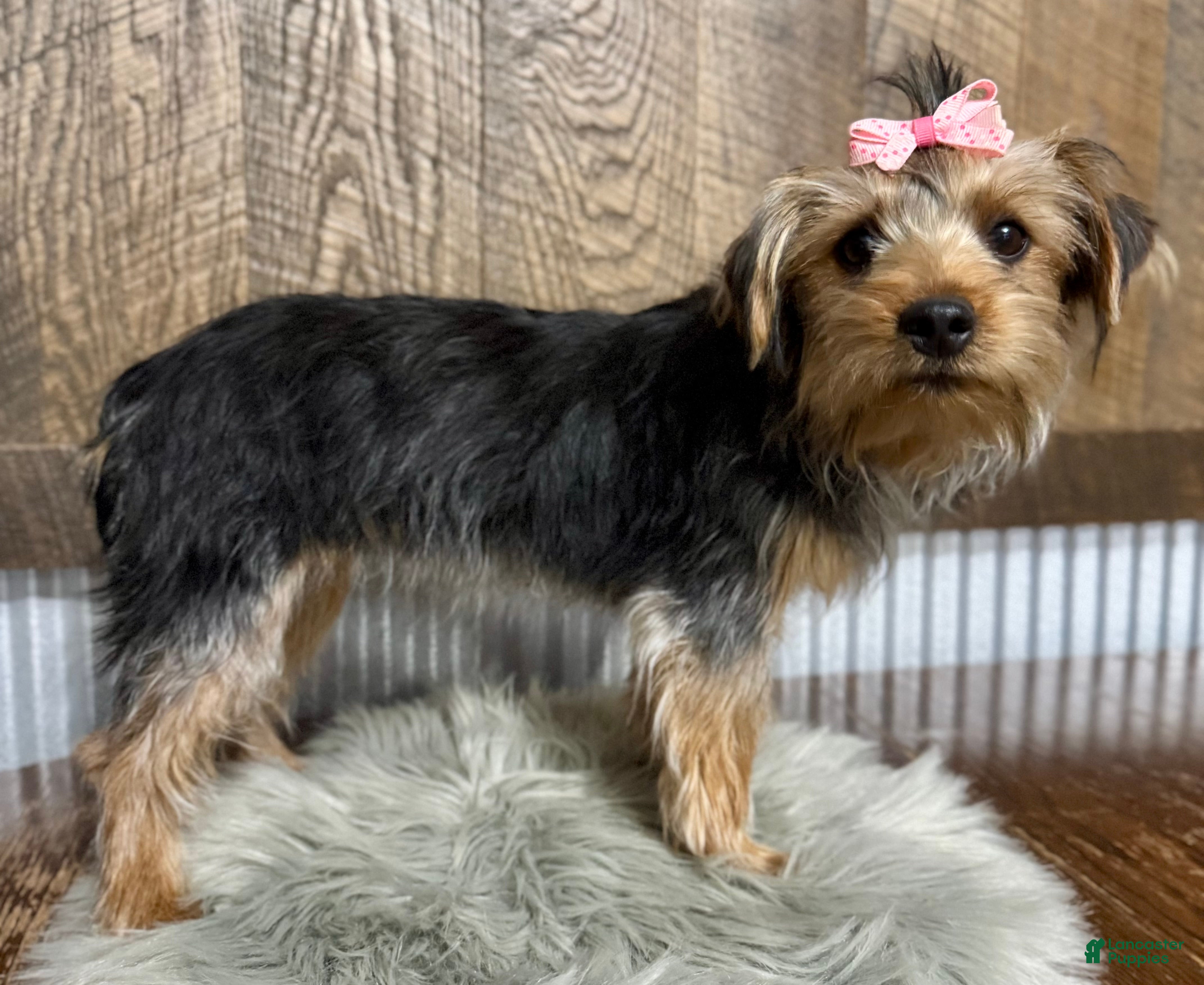 Yorkshire Terrier dogs Tarza - Ad 1