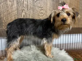 Yorkshire Terrier dogs for sale: Tarza - Ad 1