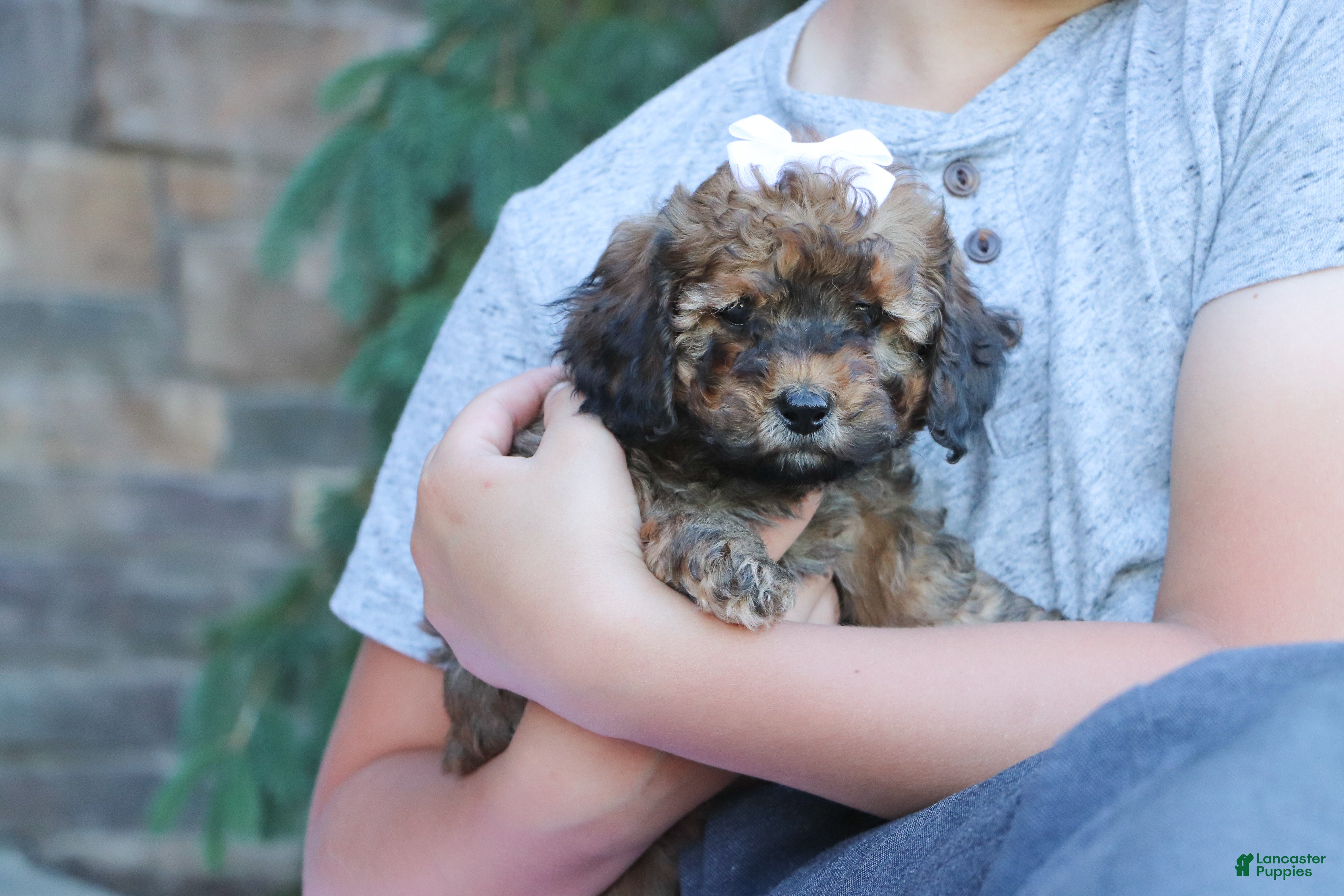 Cavapoo dogs Rudy - Ad 1