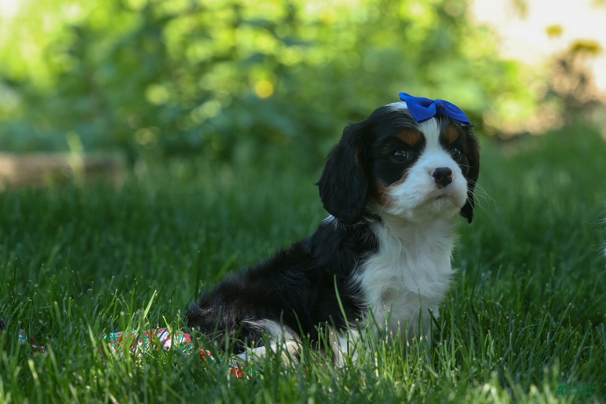 Cavalier King Charles Spaniel dogs Dotson 🐾 - Ad 1