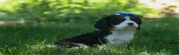 Cavalier King Charles Spaniel dogs for sale: Dotsn 🐾 - Ad 5