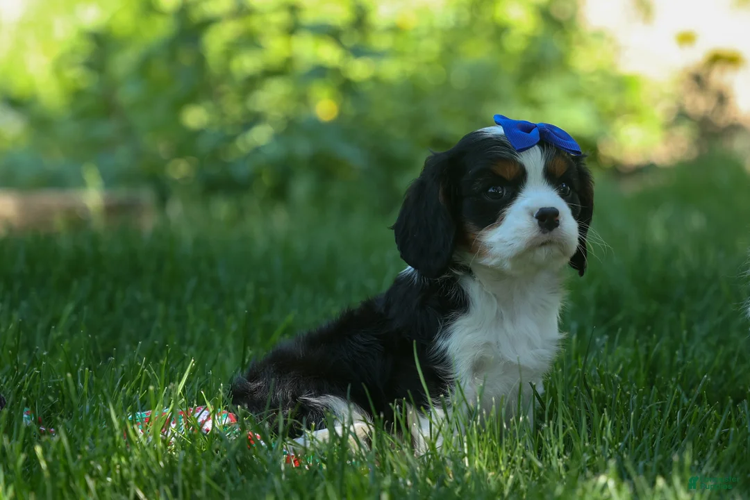 Cavalier King Charles Spaniel dogs for sale: Dotson 🐾 - Ad 2