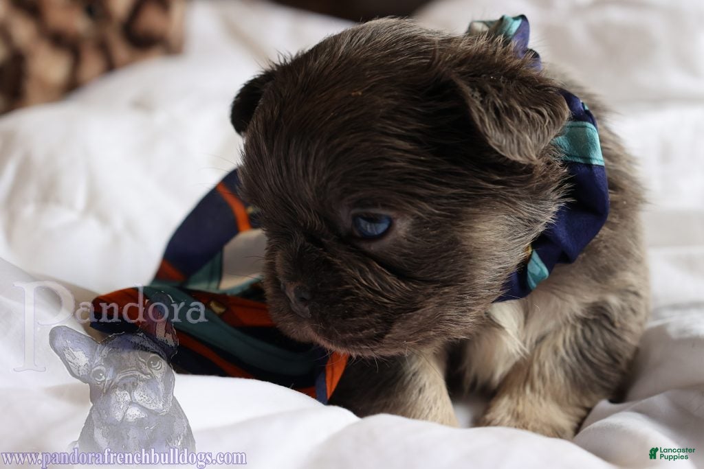 French Bulldog dogs Fiction - Ad 1