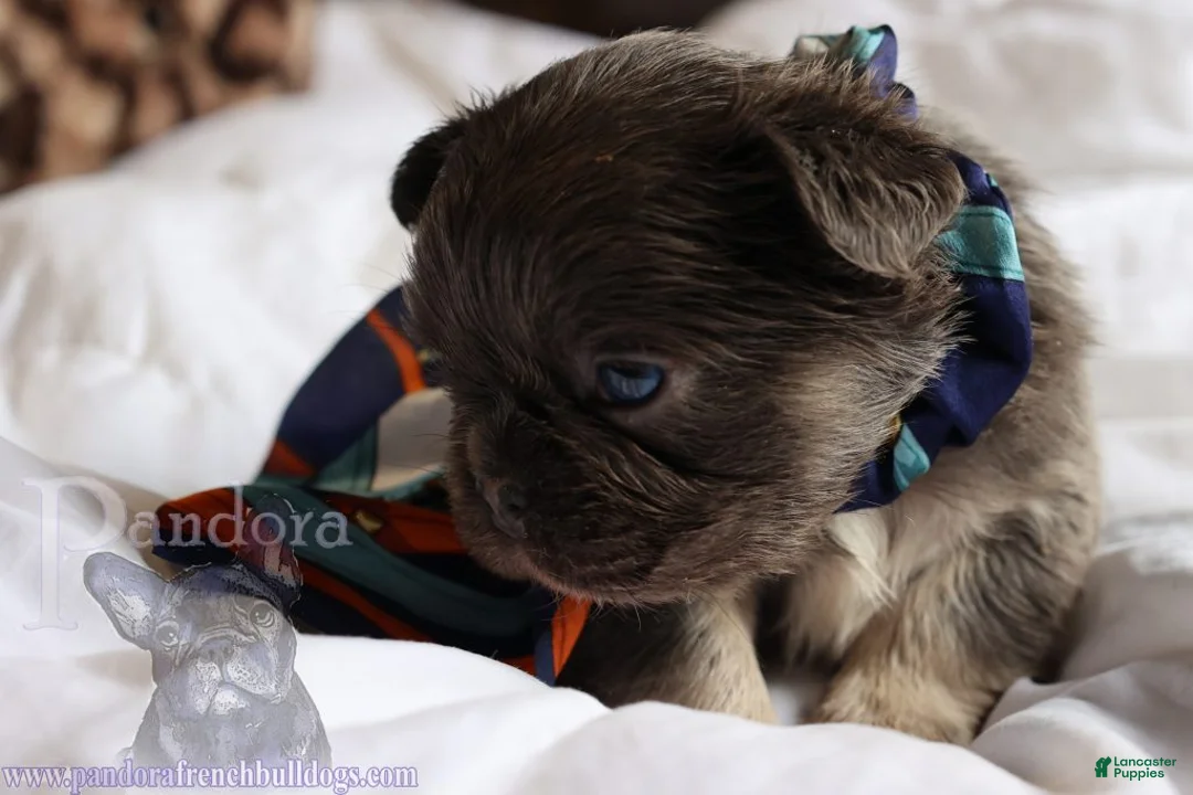 French Bulldog dogs for sale: Fiction - Ad 1