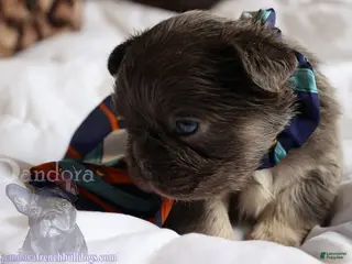 French Bulldog dogs for sale: Fiction - Ad 2