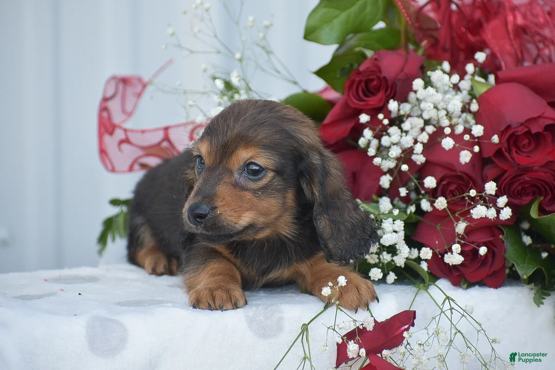 Miniature Dachshund dogs for sale: Austin - Ad 2