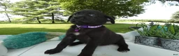Sheprador dogs for sale: Sheprador 8 April  - Ad 2