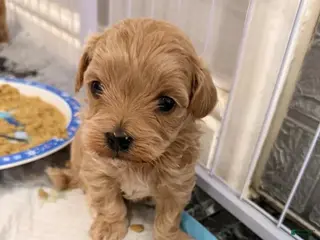 Maltipoo dogs Luna - Ad 41