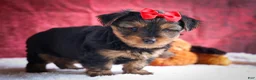 Yorkshire Terrier dogs for sale: DOC - Ad 8
