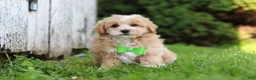 Maltipoo dogs for sale: Joel - Ad 4