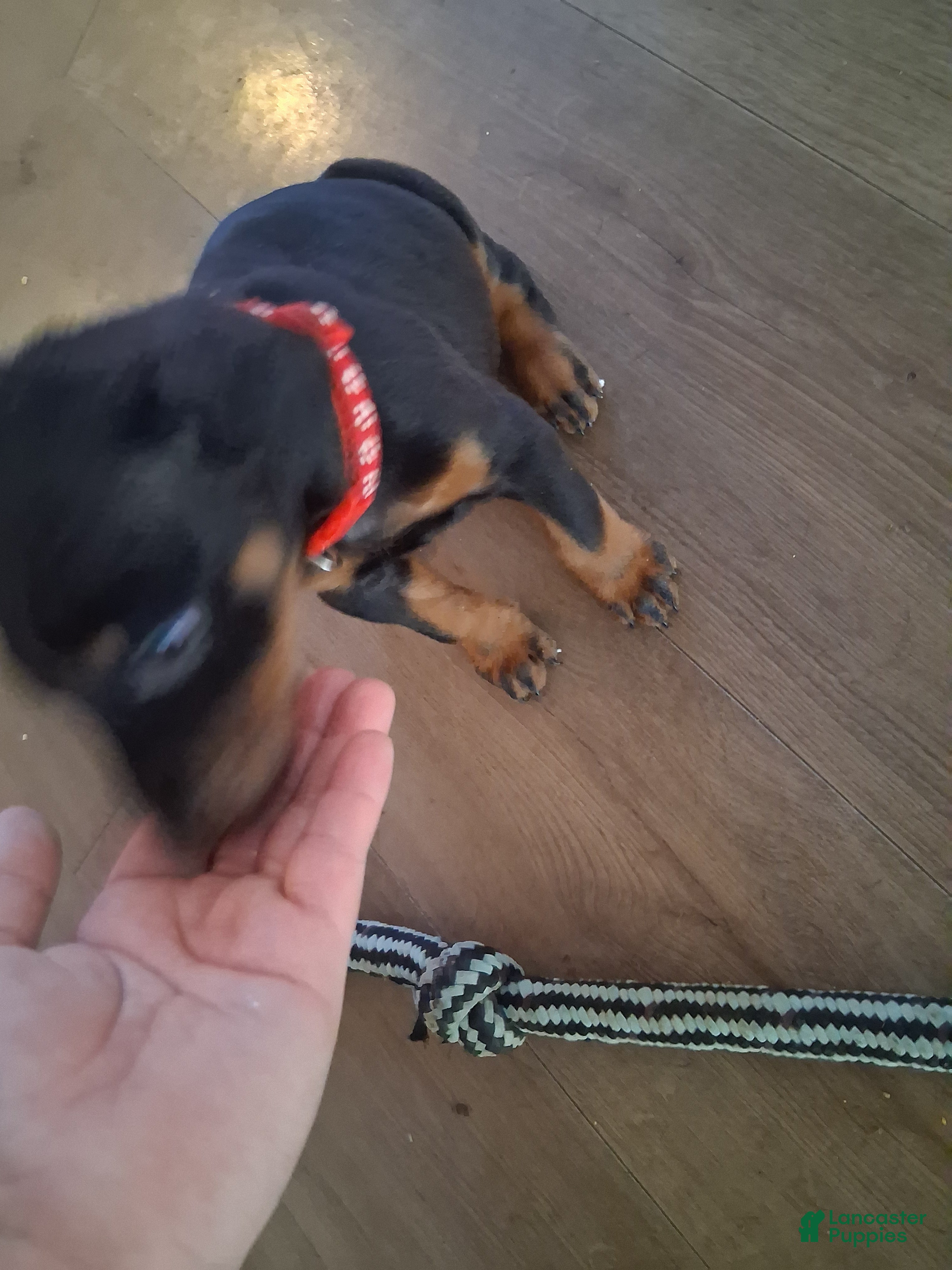Doberman Pinscher dogs Doberman Pinscher Puppy 3 - Ad 17