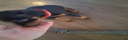 Doberman Pinscher dogs for sale: Doberman Pinscher Puppy 3 - Ad 1