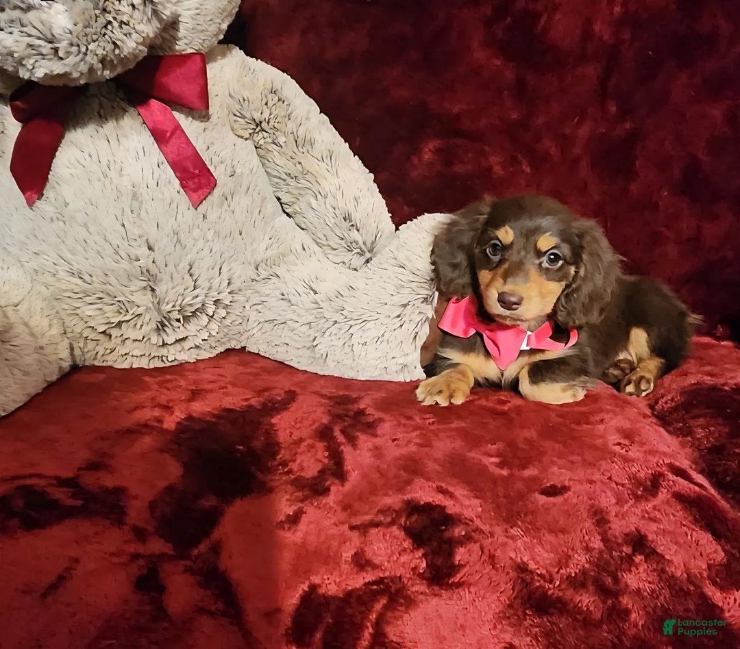 Miniature Dachshund dogs for sale: PUDDIN - Ad 2
