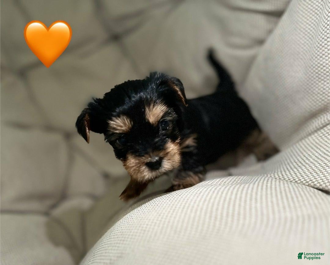 Yorkshire Terrier dogs for sale: Jamie - Ad 12