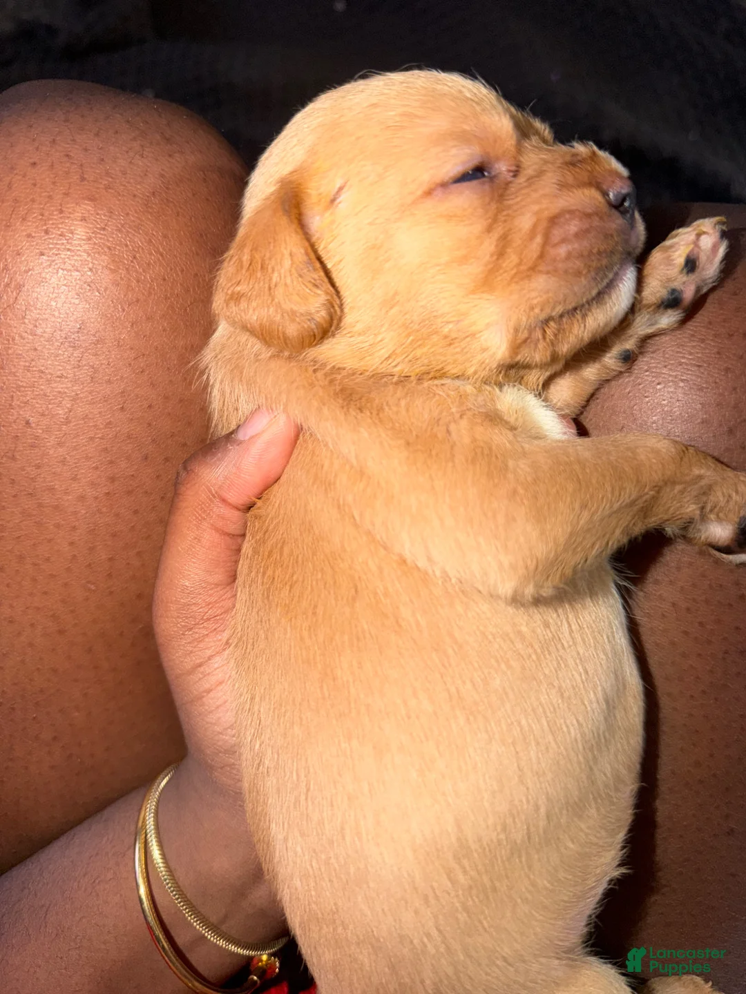 Mixed Breed dogs for sale: SJ - Ad 2