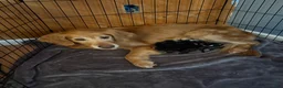 Mixed Breed dogs for sale: Mixed Breed Puppy 1 - Ad 2