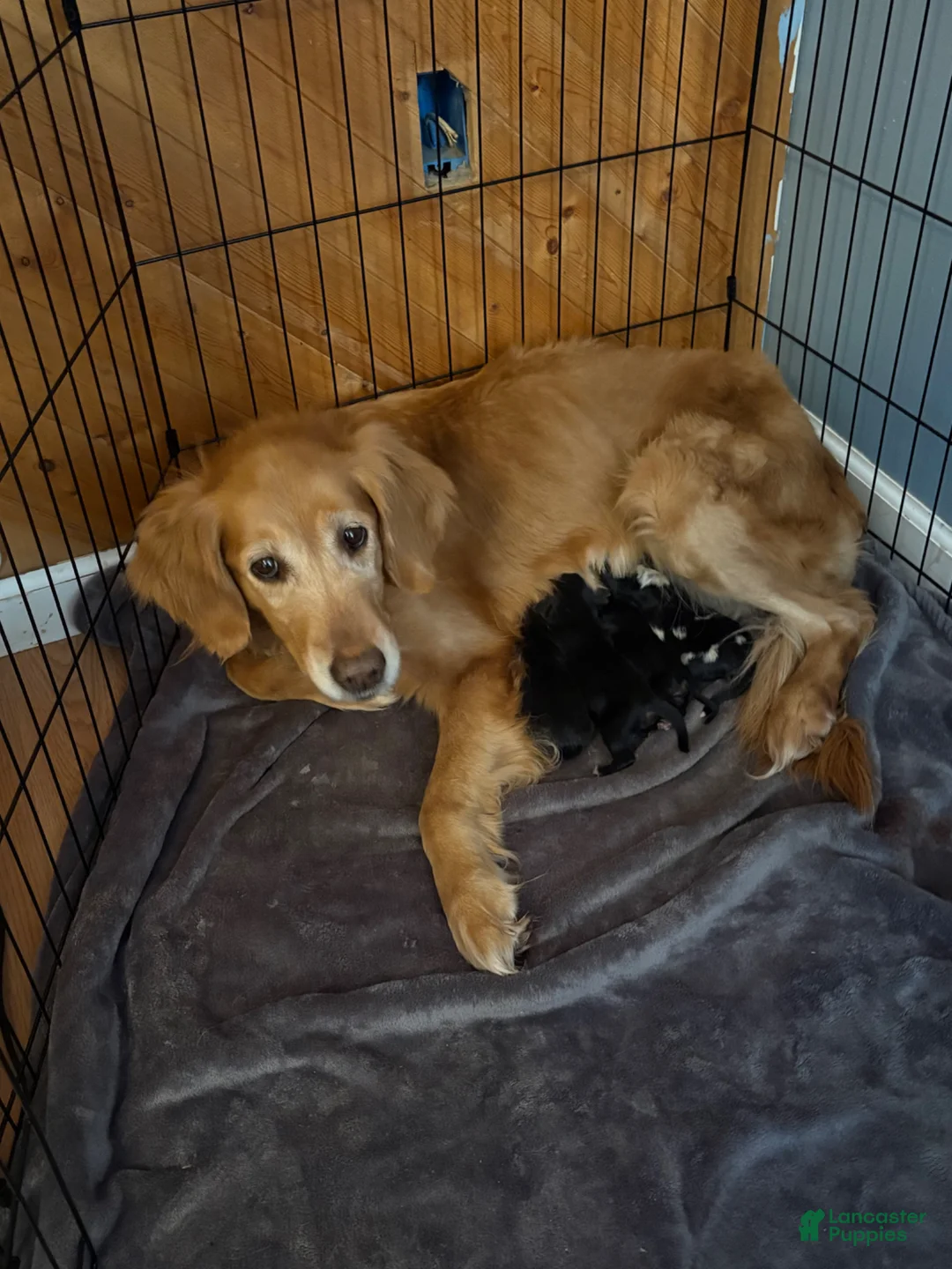 Mixed Breed dogs for sale: Mixed Breed Puppy 1 - Ad 2