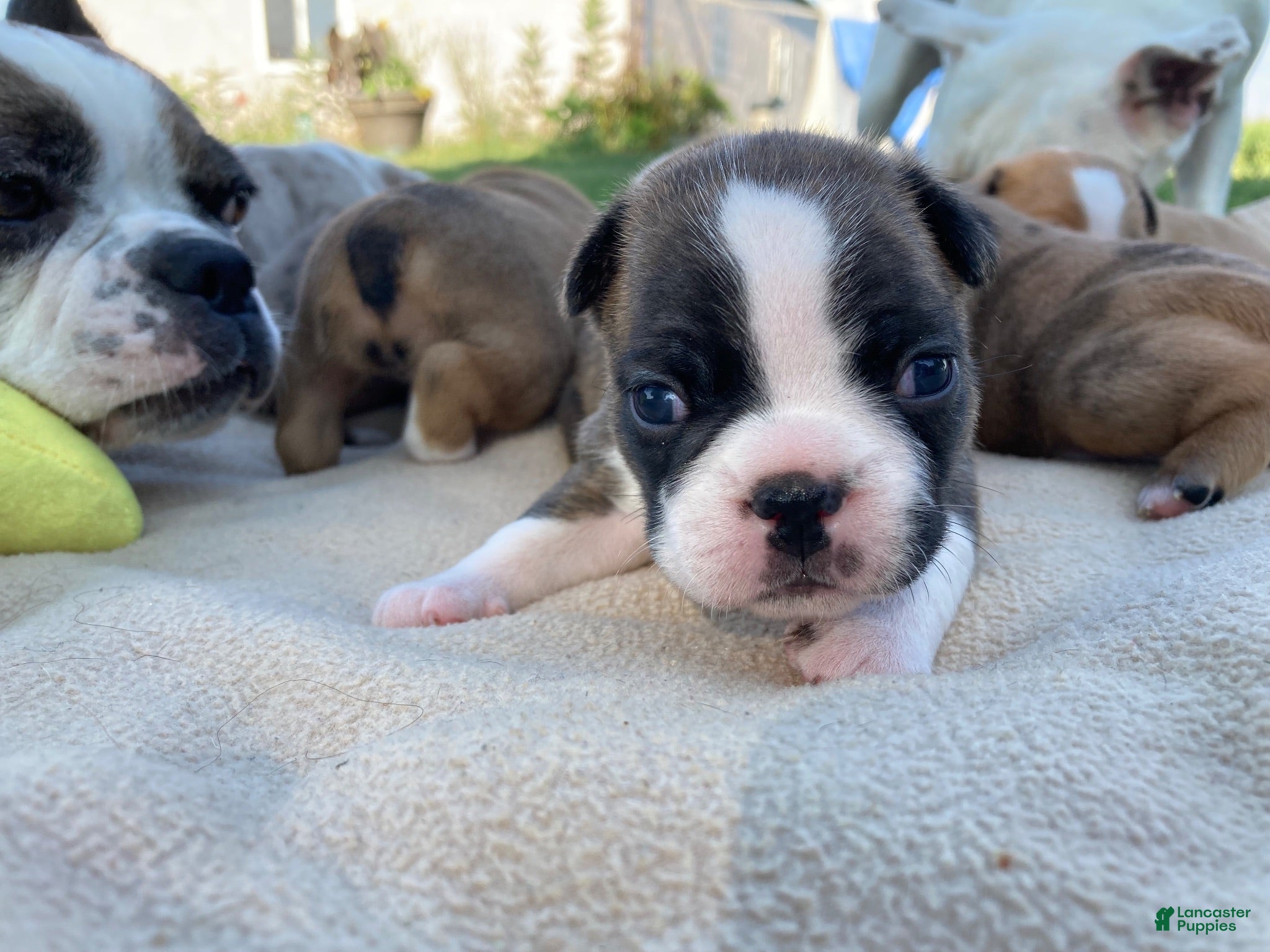 Frenchton dogs Rollo - Ad 2