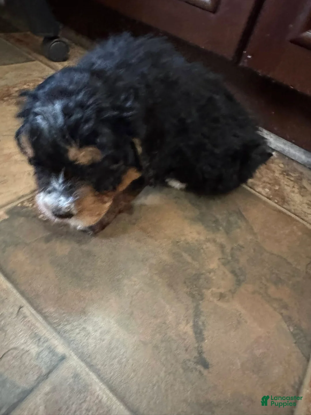 Bernedoodle dogs for sale: mini Bernedoodle Puppy 2- orange - Ad 3